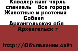 Кавалер кинг чарль спаниель - Все города Животные и растения » Собаки   . Архангельская обл.,Архангельск г.